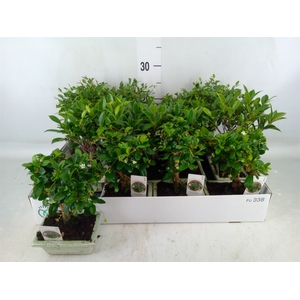 Bonsai   ...mix