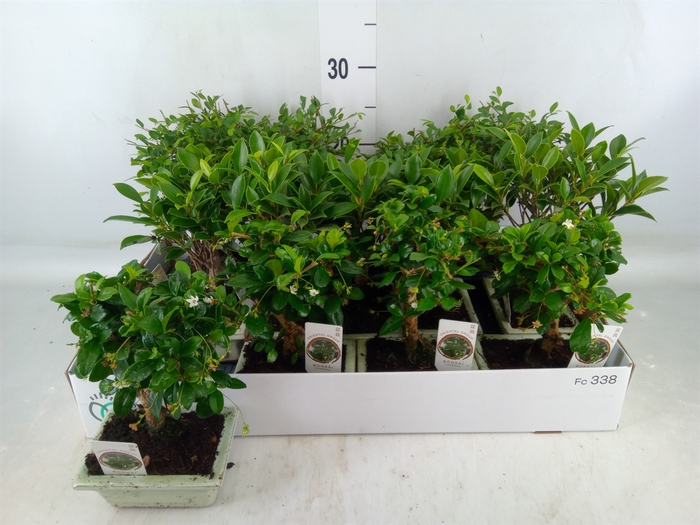 <h4>Bonsai   ...mix</h4>