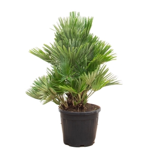 Chamaerops Humilis Vulcano - 100cm