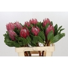 Protea Cynaroides Madiba