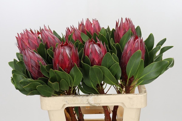 <h4>Protea Cynaroides Madiba</h4>