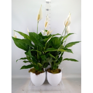 Spathiphyllum  'Bingo Cupido'