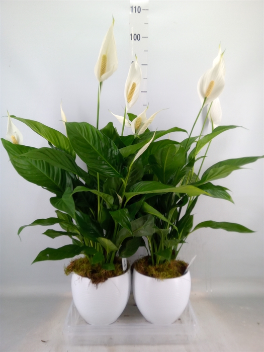 <h4>Spathiphyllum  'Bingo Cupido'</h4>