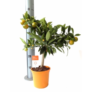Citrus Kumquat Nagami on stem
