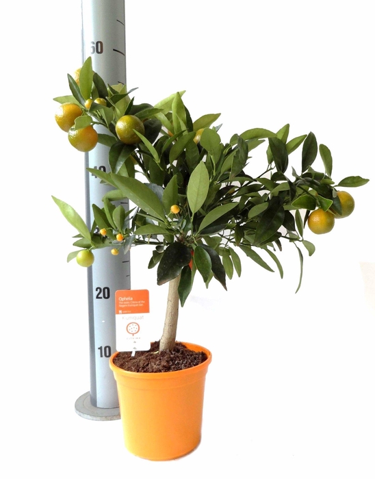 <h4>Citrus Kumquat Nagami on stem</h4>
