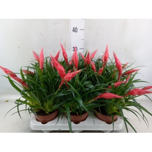 Vriesea  'Astrid'
