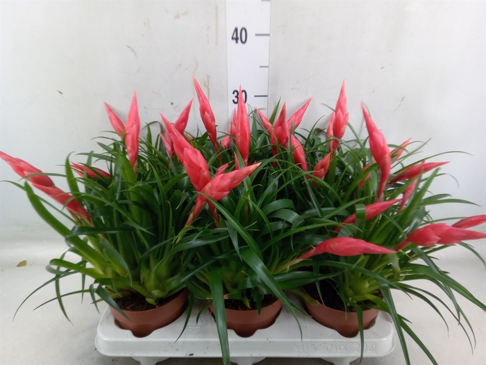 <h4>Vriesea  'Astrid'</h4>