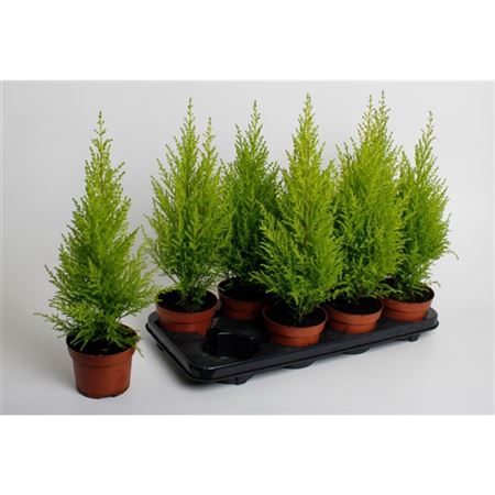 <h4>Cupressus Wilma</h4>