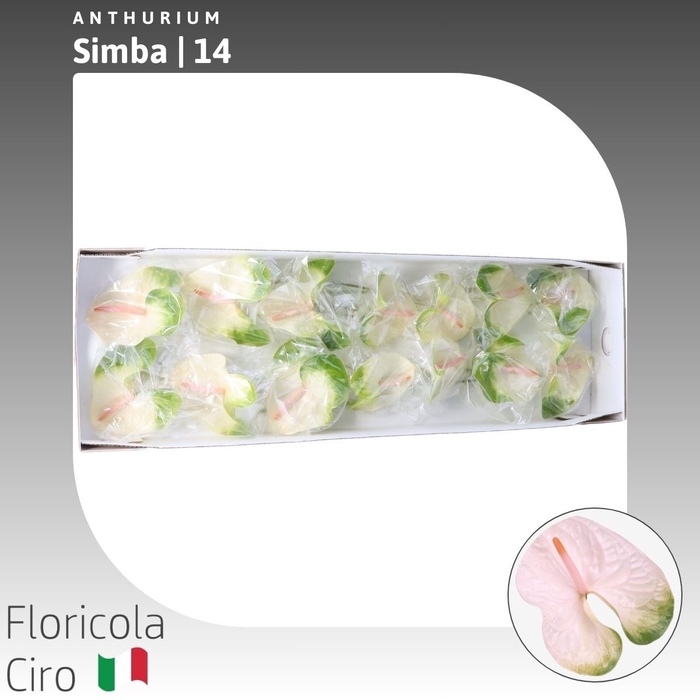 <h4>Anthurium Simba | Extra</h4>
