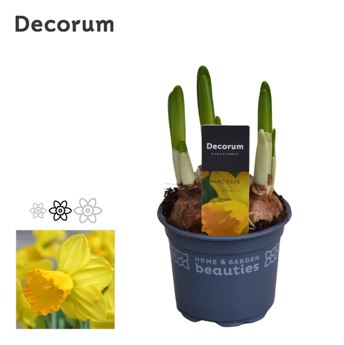 <h4>Narcis Adriana</h4>