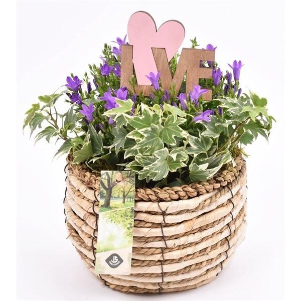 <h4>Mais mand 16cm</h4>