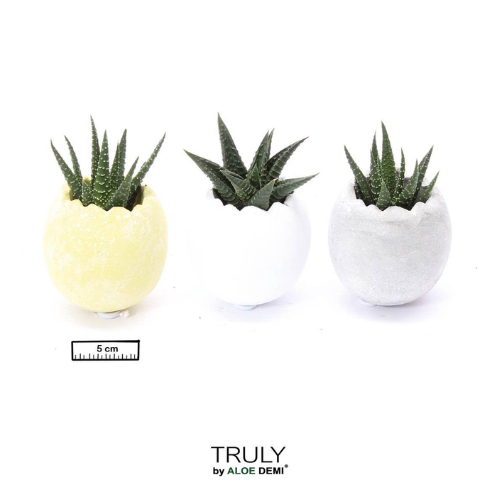 <h4>TRULY Succulent, Egg - mini</h4>