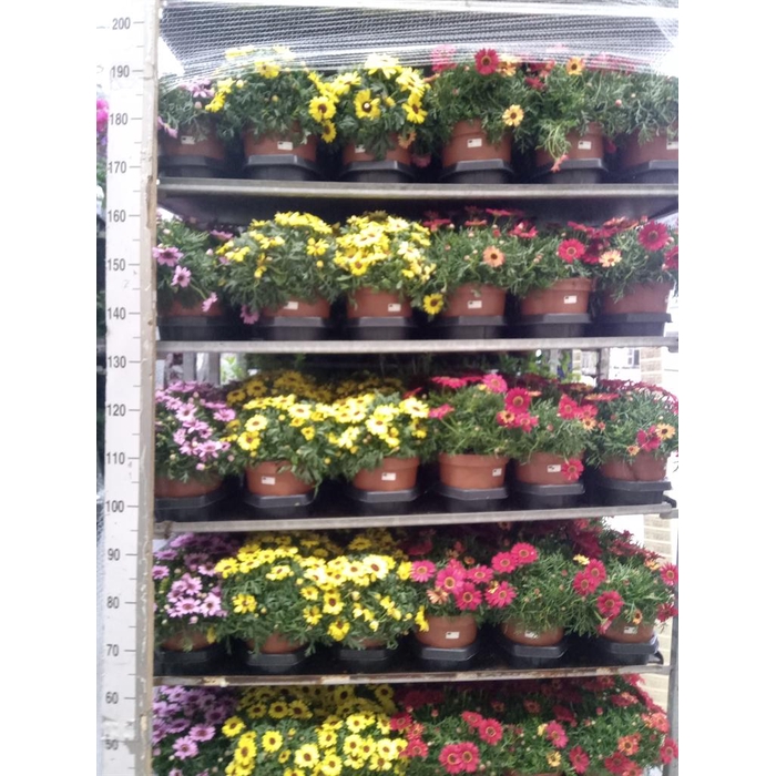 <h4>Argyranthemum   ...</h4>