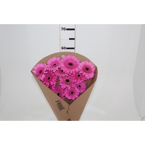 GERB PRESEMY <10 HA < 50 CM DIAM < 10 CM ROSA