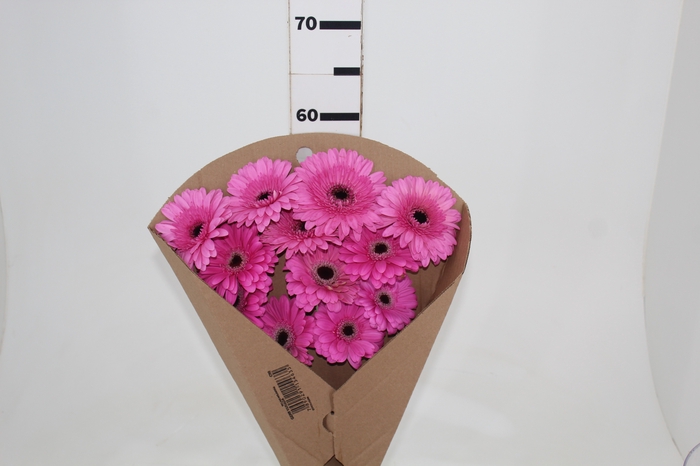 GERB PRESEMY <10 HA < 50 CM DIAM < 10 CM ROSA