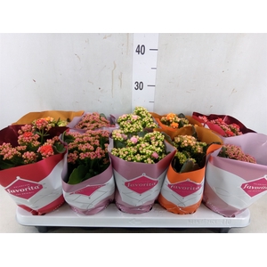 Kalanchoe blos. 'Perfecta'  ..mix 4