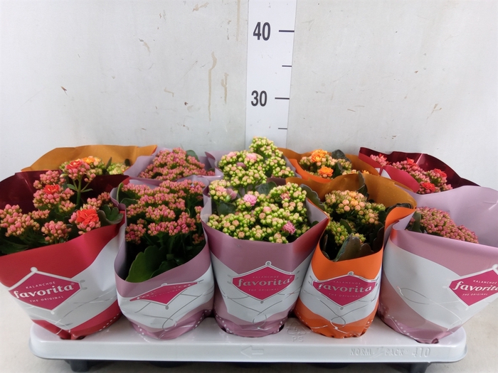 <h4>Kalanchoe blos. 'Perfecta'  ..mix 4</h4>