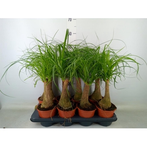 Beaucarnea recurvata