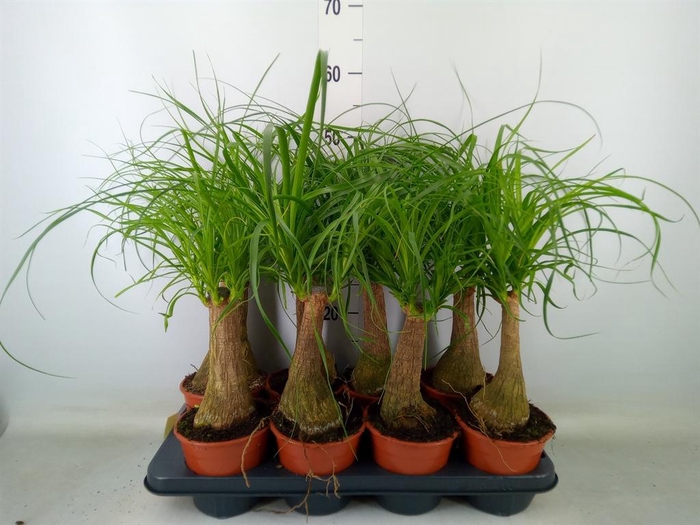 <h4>Beaucarnea recurvata</h4>