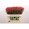 Hyp Tomato Flair