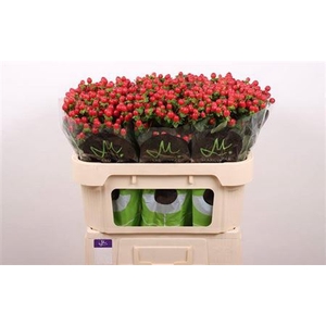 Hyp Tomato Flair