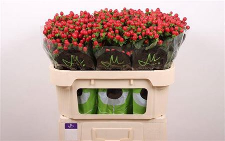 <h4>Hyp Tomato Flair</h4>