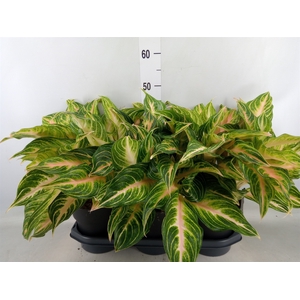 Aglaonema   ...