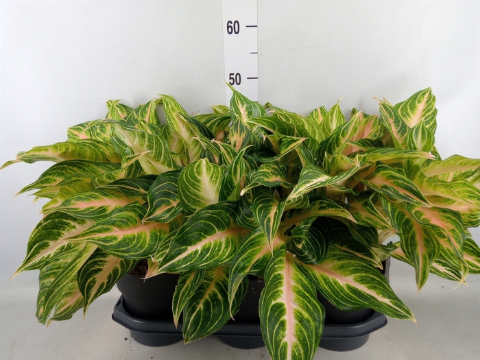 <h4>Aglaonema   ...</h4>