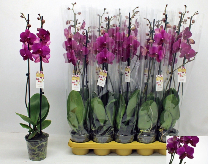 <h4>PHAL F VIVALDI</h4>