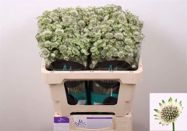 <h4>ASTRANTIA BILLION STARS</h4>