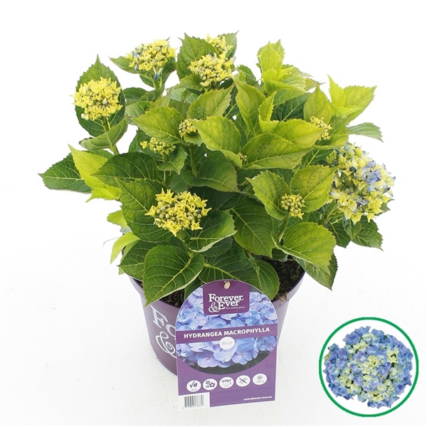 <h4>Hydrangea macr. Forever & Ever® Blue</h4>