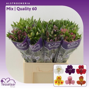 Alstroemeria Mix | Quality 60