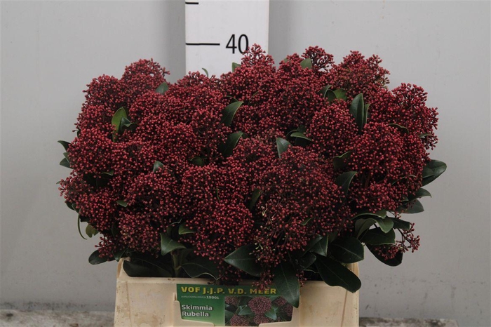 <h4>Skim J Rubella Bs</h4>