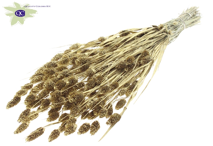 Phalaris per bunch Gold + Glitter