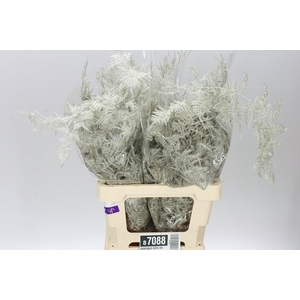 Asparagus Extra Veren Platina X50