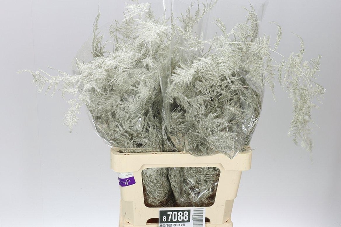 <h4>Asparagus Extra Veren Platina X50</h4>