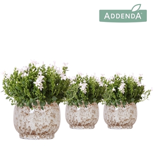 Campanula Addenda Ambella white in Safari pot