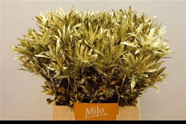 <h4>ERYN PL OV KLB H%</h4>