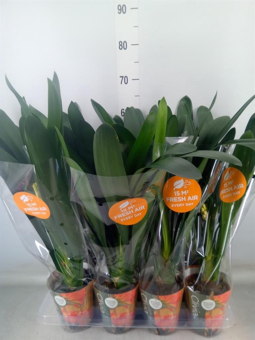 <h4>Clivia miniata</h4>