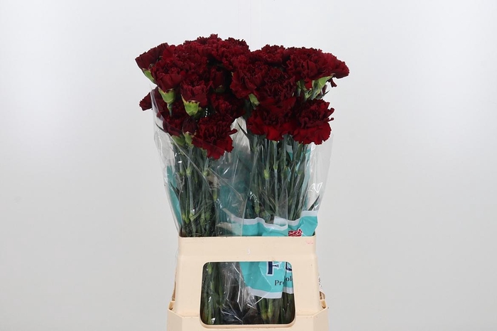 <h4>Di St Zurigo</h4>