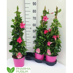 MANDE RIO EL CORA PI