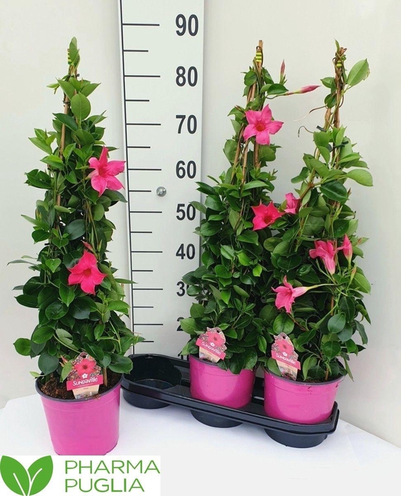 <h4>MANDE RIO EL CORA PI</h4>