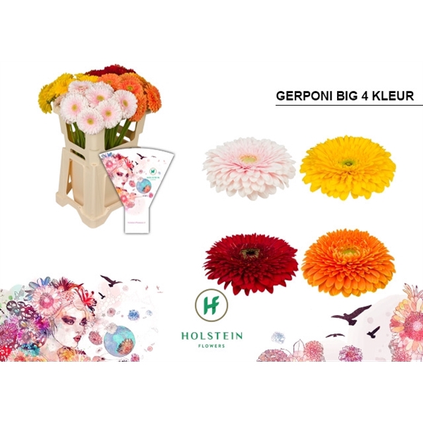 <h4>Ge Gb Gerp Bi Gem Ry - Holstein</h4>