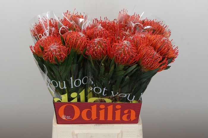 <h4>LEUCO CO TANGO</h4>