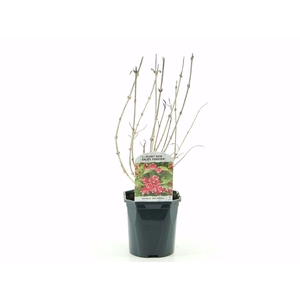 Weigela Red Prince