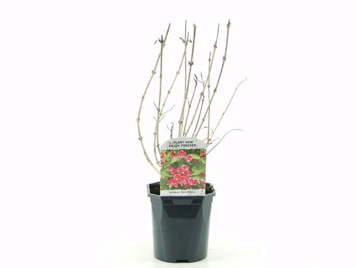 <h4>Weigela Red Prince</h4>
