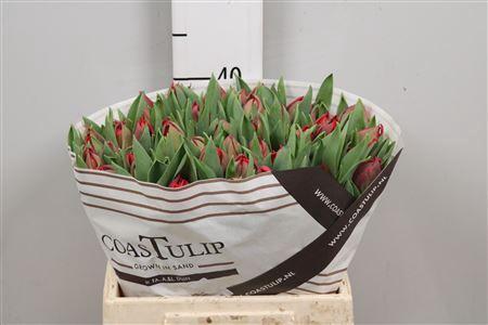 <h4>Tu Du Sartre</h4>