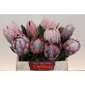 Protea Cynaroides