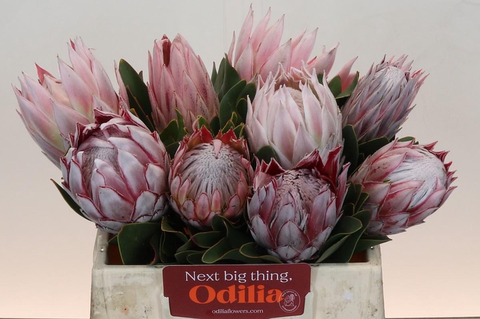 <h4>Protea Cynaroides</h4>