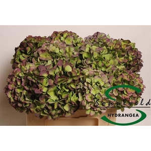 HYDR M CH VERE BL CL